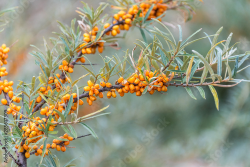 Wild Yellow Sea Buckthorn Growing near the Baltic Sea in Latvia