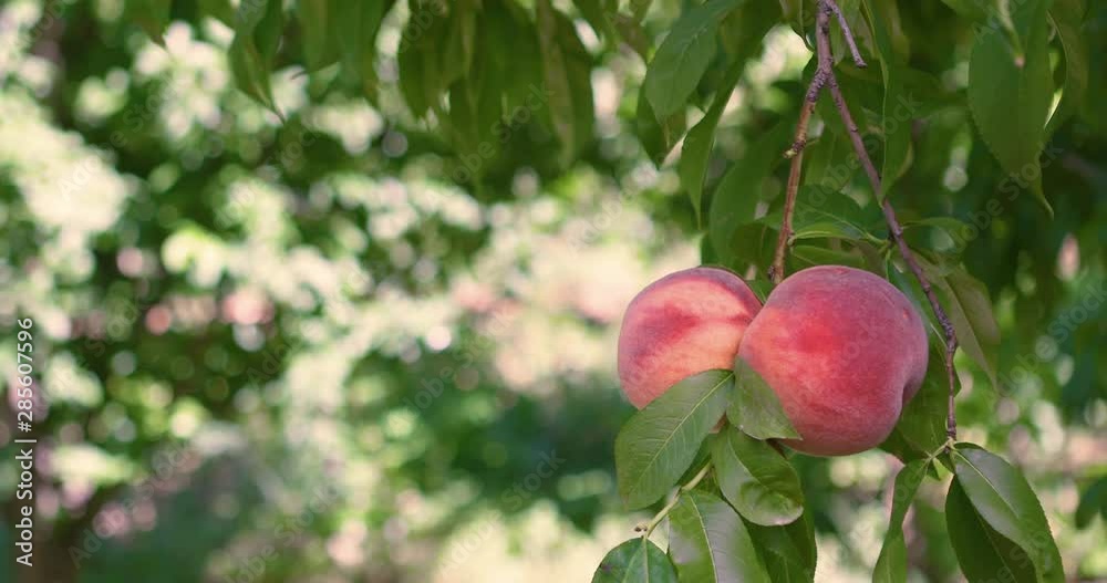 Organic Peaches on peach tree branches