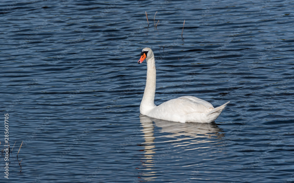 Proud Large Swan on a Lake in Latvia Proud Large Swan on a Lake in Latvia