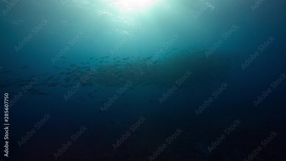 Huge spawning aggregation of Red Snapper in blue tropical water of Palau's marine sanctuary Huge spawning aggregation of Red Snapper in blue tropical water of Palau's marine sanctuary