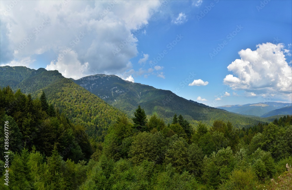 Fototapeta premium summer landscape of the Carpathian mountains