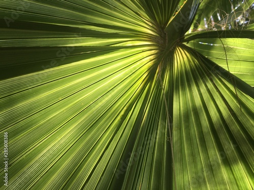 Palm tree leaf radiating like rays out from the centre in the a Sunny day
