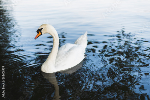 Fototapeta Naklejka Na Ścianę i Meble -  A swan swimming in the lake.