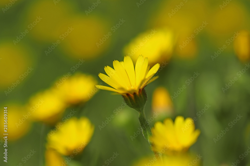 The same safa plant ; Calendula officinalis