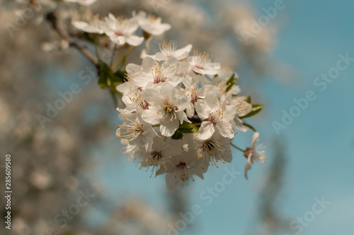 Beautiful Blossom Cherry Tree Flowers and Buds © artemstepanov