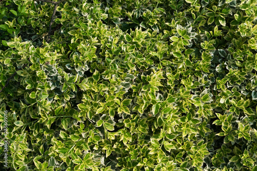 Euonymus fortunei, wintercreeper, spindle or climbing euonymus