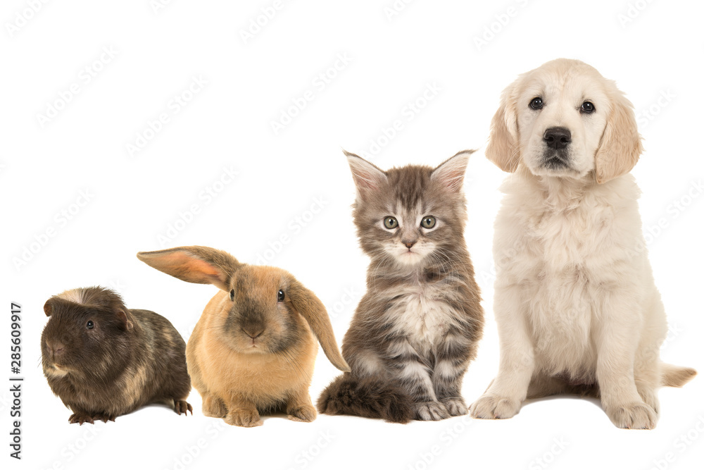 Group of different pets, a puppy, kitten, rabbit and a guinea pig