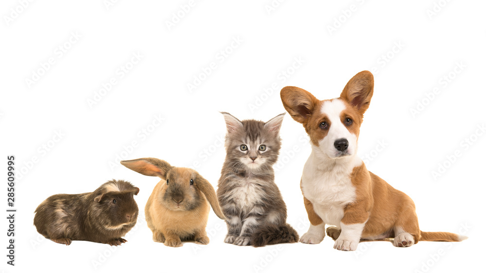Group of different pets, a puppy, kitten, rabbit and a guinea pig Group of different pets, a puppy, kitten, rabbit and a guinea pig