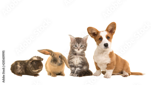 Fototapeta Naklejka Na Ścianę i Meble -  Group of different pets, a puppy, kitten, rabbit and a guinea pig