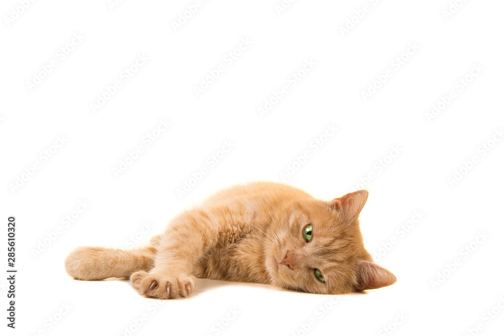 Pretty orange cat lying down looking at the camera isolated on a white background Pretty orange cat lying down looking at the camera isolated on a white background