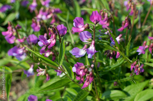 Lathyrus vernus, spring vetchling, spring pea or spring vetch