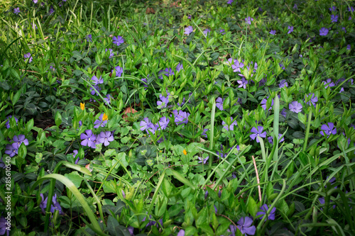 Blue botanical periwinkle plant or vinca minor close up