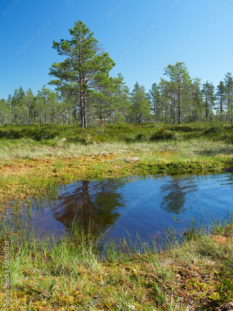 Obraz premium Small pond in the bog on a hot summer day. Northern landscape from the Kauhaneva-Pohjankangas National park in Finland.