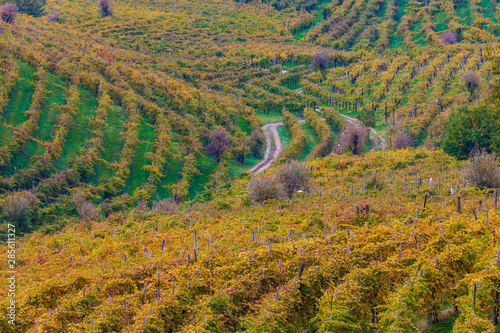 The colors of autumn in Trevigiani hills photo