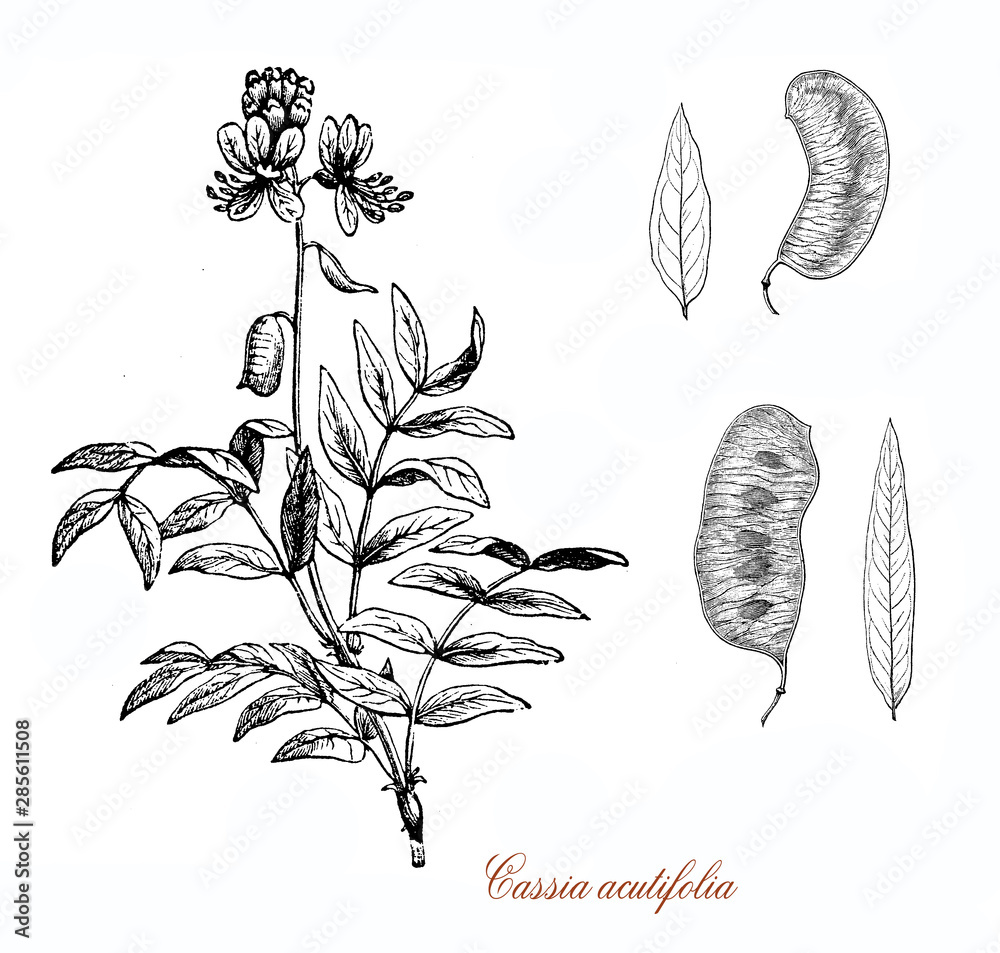 Cassia acutifolia or Senna alexandrina native to Africa used in herbal medicine as laxative