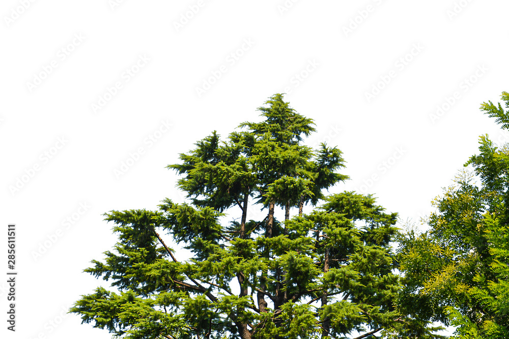 Fototapeta premium Tree isolated on white background 