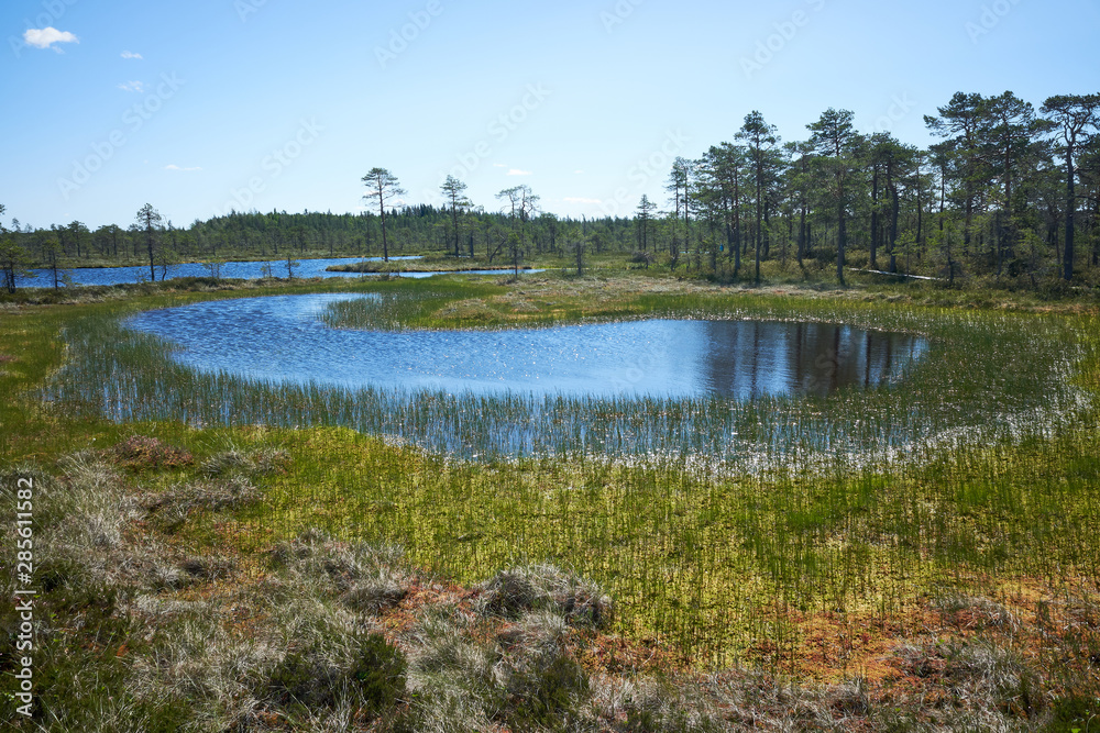 Small pond in the bog on a hot summer day. Northern landscape from the Kauhaneva-Pohjankangas National park in Finland.