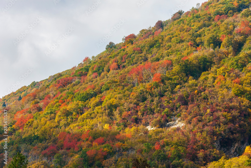 The colors of autumn in Trevigiani hills The colors of autumn in Trevigiani hills