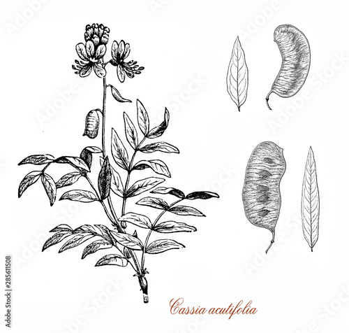 Cassia acutifolia or Senna alexandrina native to Africa used in herbal medicine as laxative photo