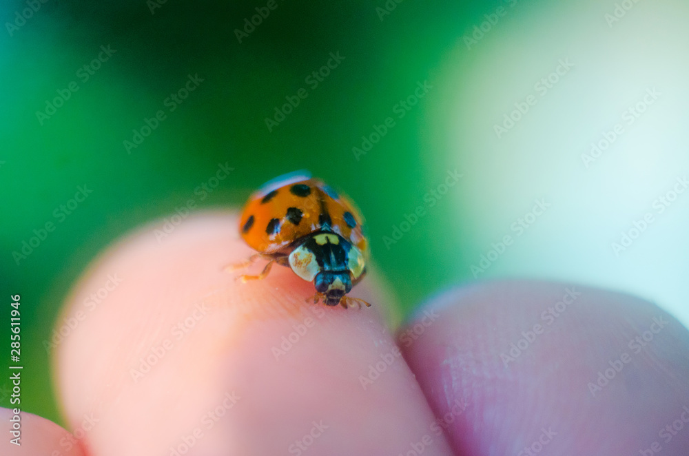 ladybug on hand, ladybug close-up, insects