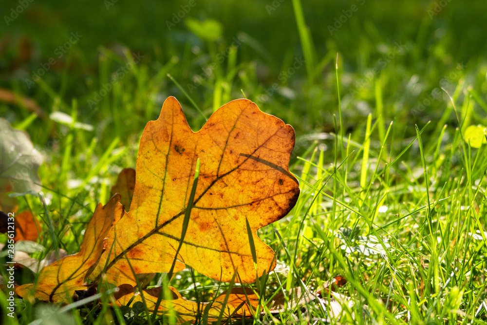 Autumn background Yellow oak leaf on green grass in the sunlight Autumn background Yellow oak leaf on green grass in the sunlight