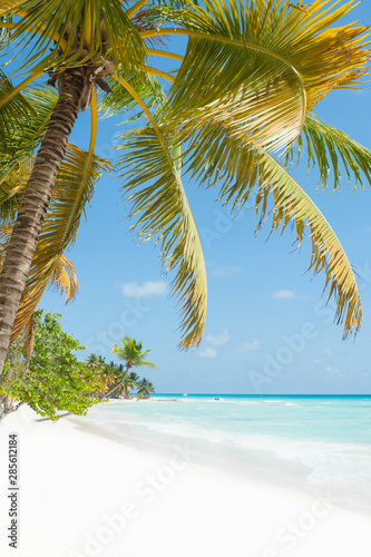 Fototapeta Naklejka Na Ścianę i Meble -  Beautiful tropical background with palm leaves against blue sky in sunny day
