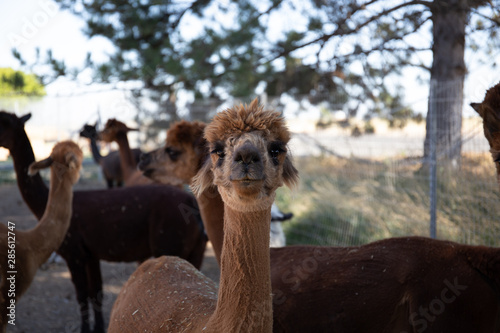 alpaca portraits: sweet, funny face collection for animal lovers © laura