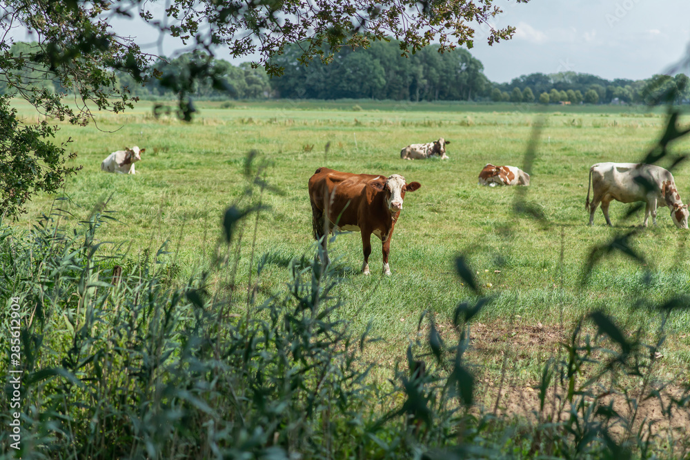 Curious brown cow in meadow during summer.