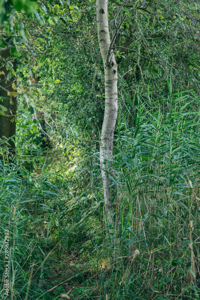 Obraz premium Birch trunk between reed in forest during summer.