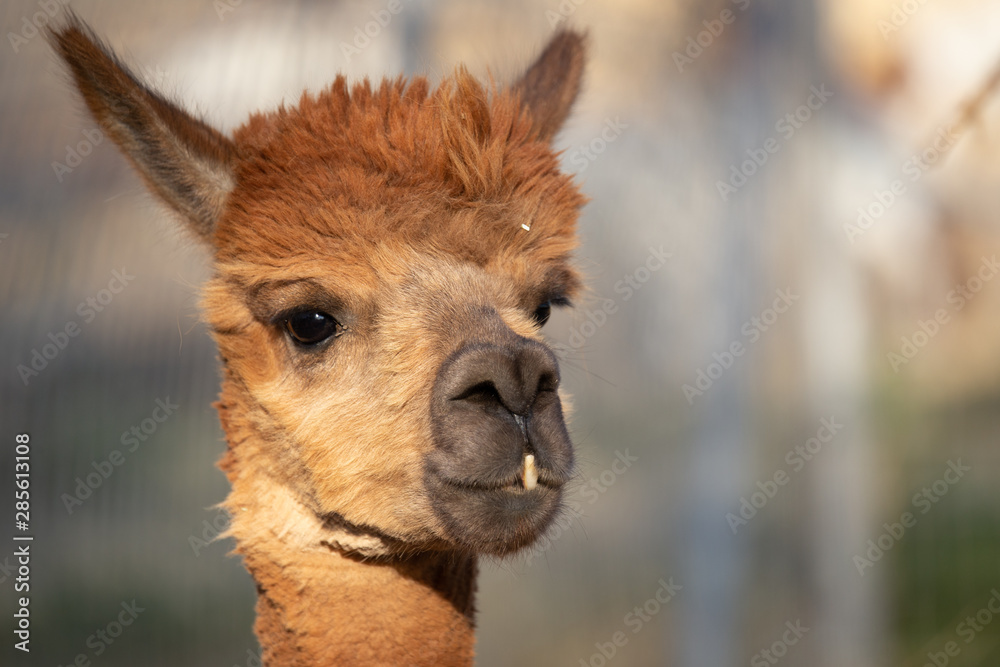 alpaca portraits: sweet, funny face collection for animal lovers