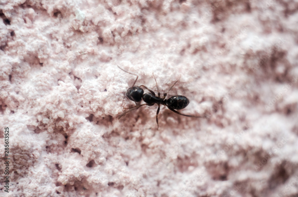 black ant close-up, ant, insect, black ant