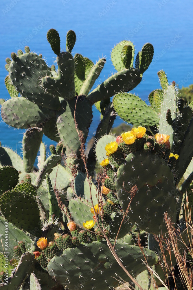 custom made wallpaper toronto digitalBeatiful Cactus
