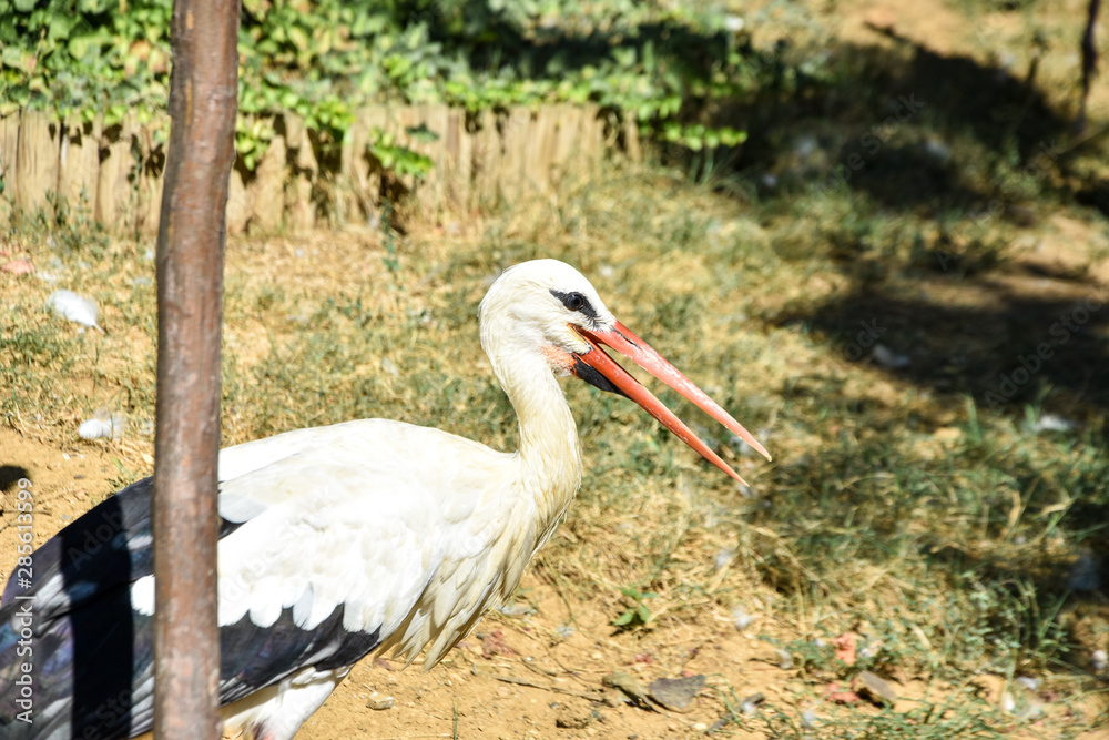 Fototapeta premium The stork in the zoo