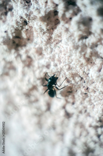 abstract wallpaper with black ant, black ant close-up, insect © Oleg