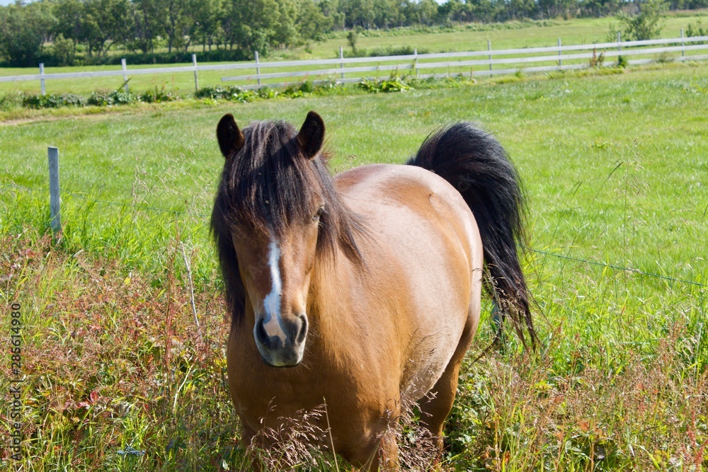 Fototapeta premium Pferd