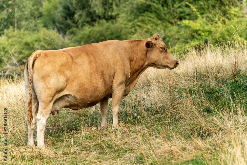 Brown dairy cow standing in a mountain pasture, Italian Alps, south Europe Brown dairy cow standing in a mountain pasture, Italian Alps, south Europe