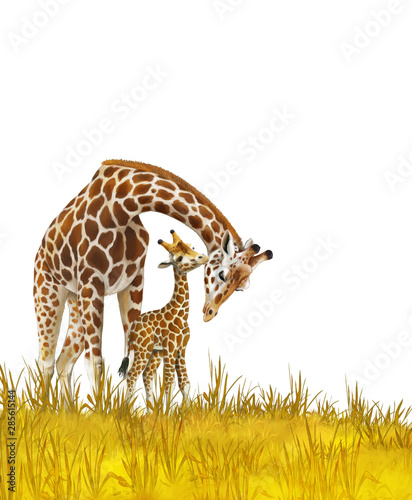 Photography Safari - giraffes on the meadow - illustration for children
