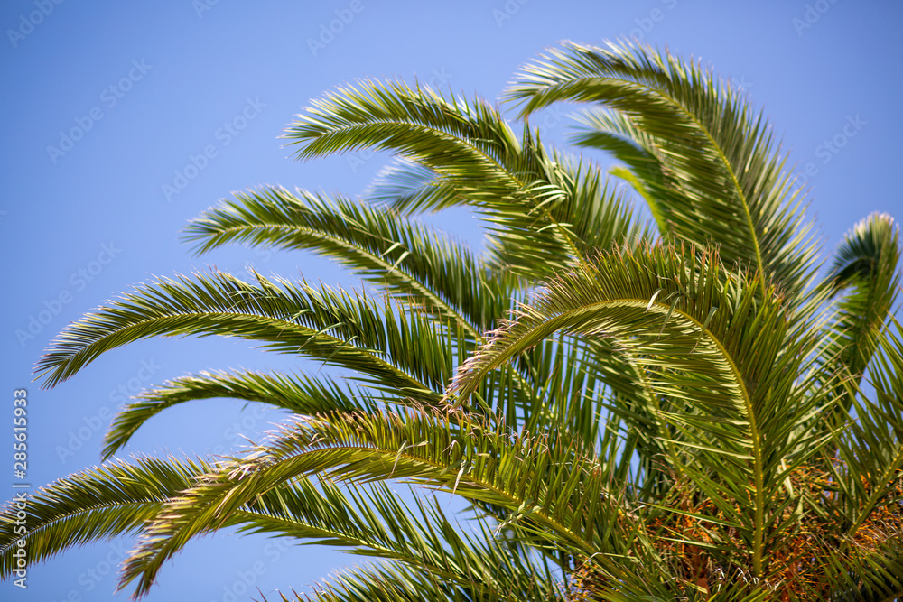 palm trees against blue sky palm trees against blue sky