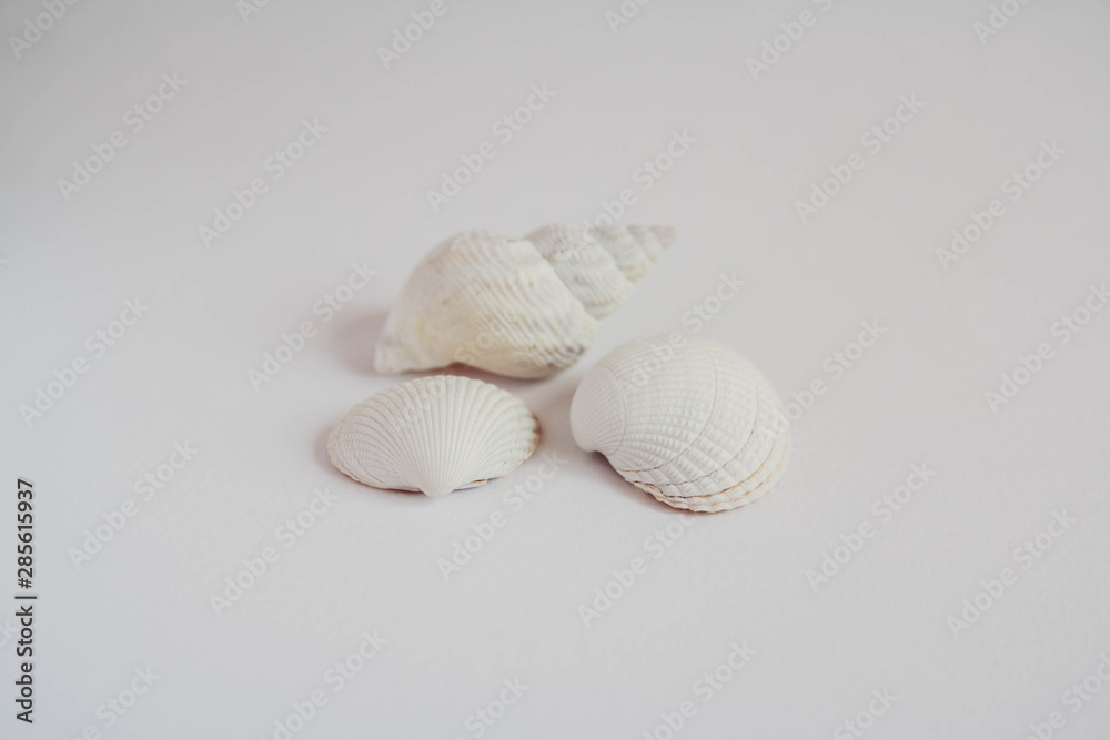 Shell cockleshell is isolated on white background, close up