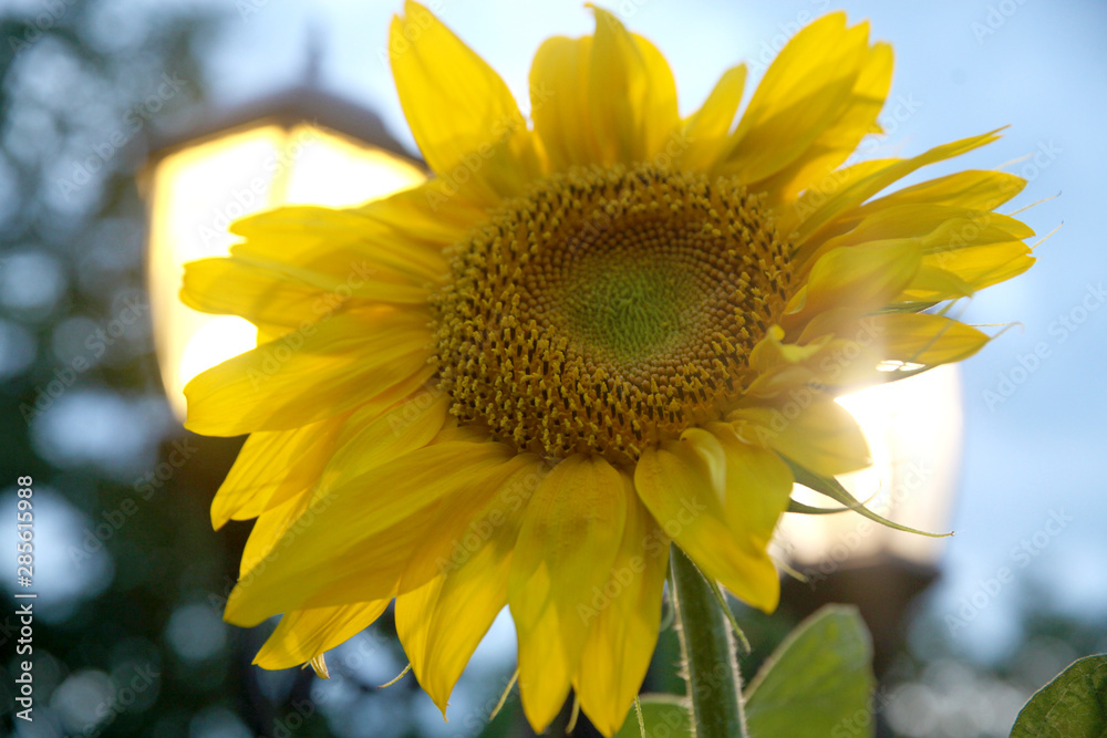 Naklejka premium Lonely sunflower against a cloudy sky