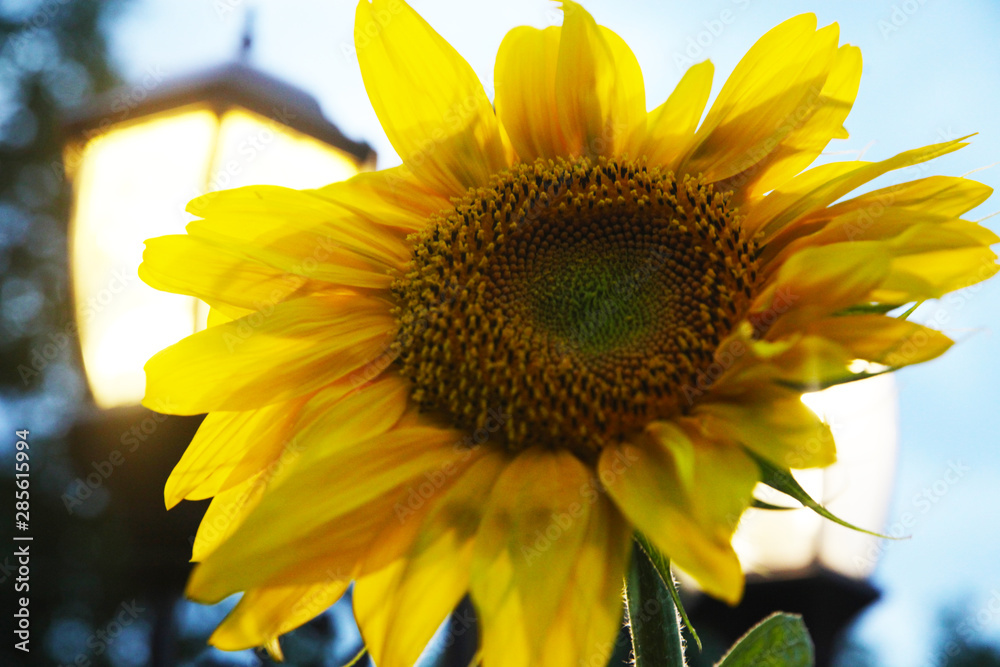 Naklejka premium Lonely sunflower against a cloudy sky
