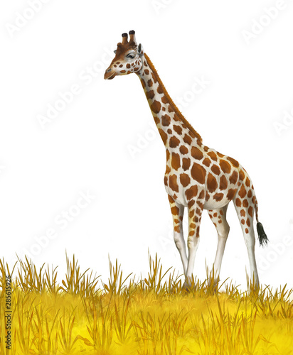 Photography Safari - giraffes on the meadow - illustration for children