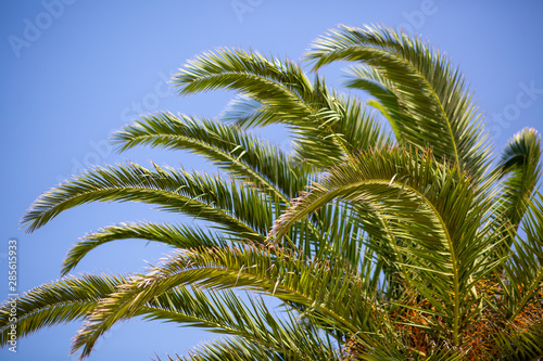 palm trees against blue sky