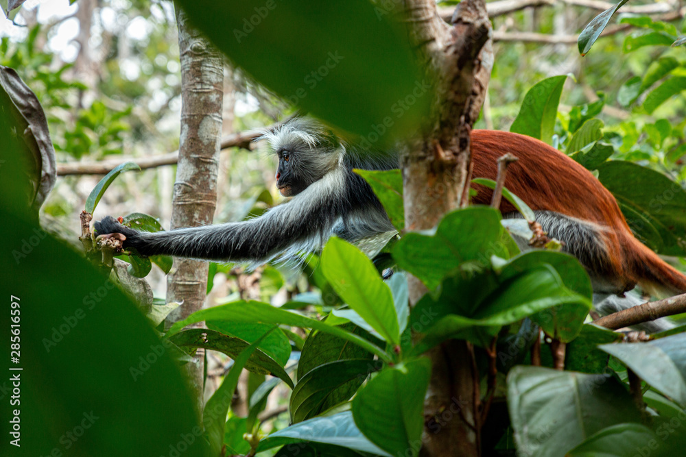 Zanzibar Red Colobus monkey - obrazy, fototapety, plakaty 