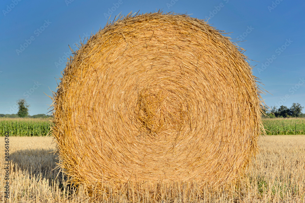 close on a haybale in a field shooting from the front under blue sky close on a haybale in a field shooting from the front under blue sky
