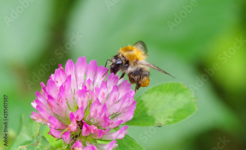 Bee on flower © Lukas