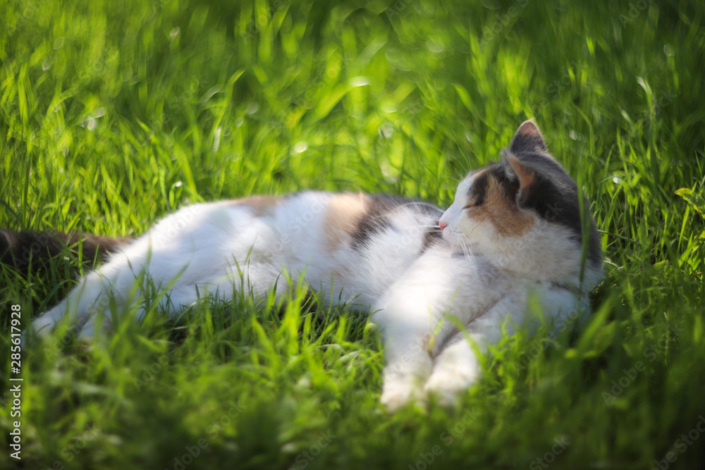 Cat resting on the grass