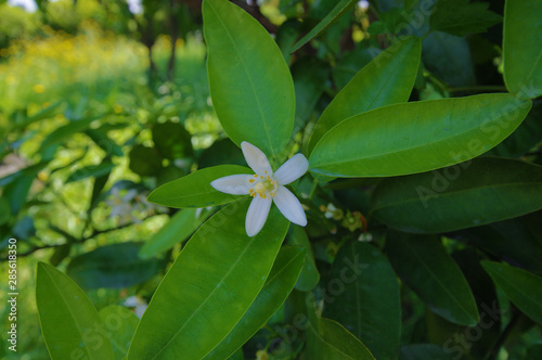 Wallpaper Mural 귤꽃. 감귤. 제주도. Torontodigital.ca