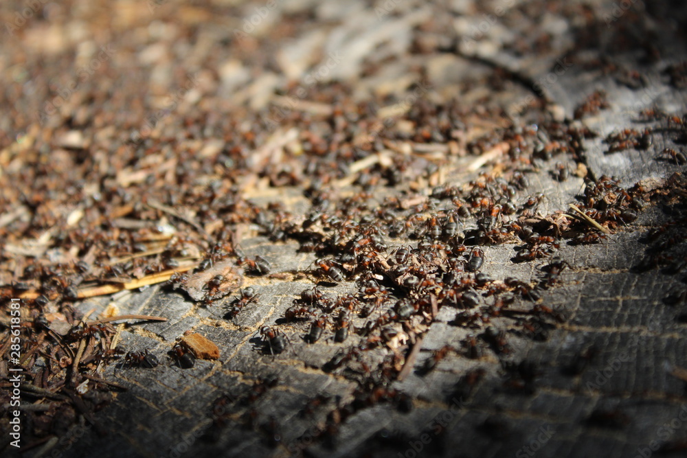fourmis sur un tronc d'arbre fourmis sur un tronc d'arbre