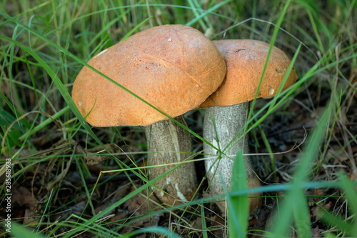 A pair of two large mushrooms that grow under aspens